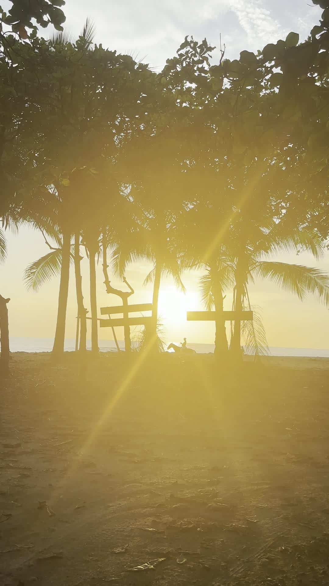 Golden sunset light through the palms in Santa Teresa